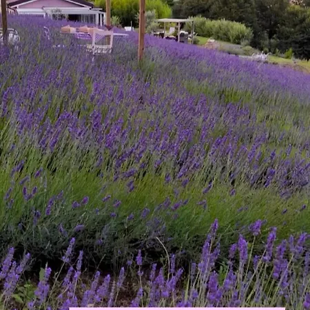 La Lavanda Di Poppi-mini Poppi