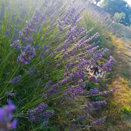 La Lavanda Di Poppi-mini *