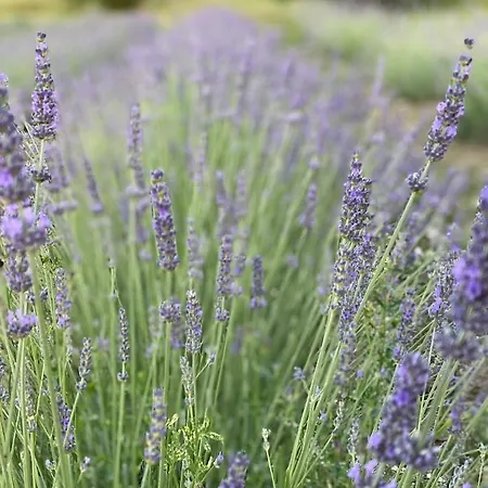 La Lavanda Di Poppi-mini * Poppi
