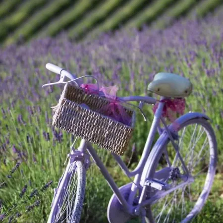 La Lavanda Di Poppi-mini *